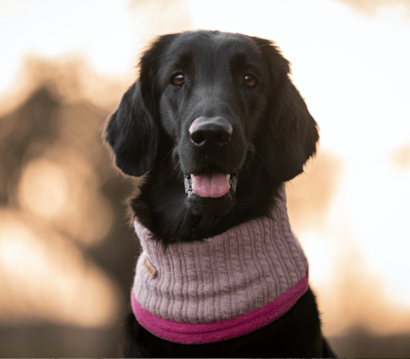 Hundeschal Winter Princess