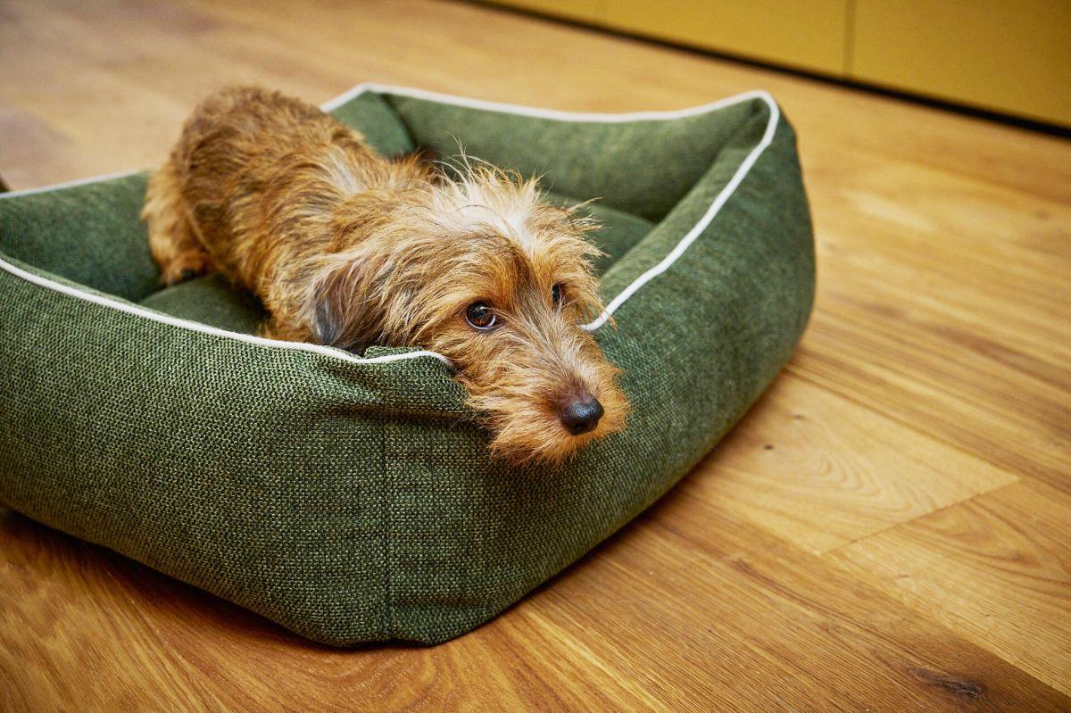 Eco Hundebett