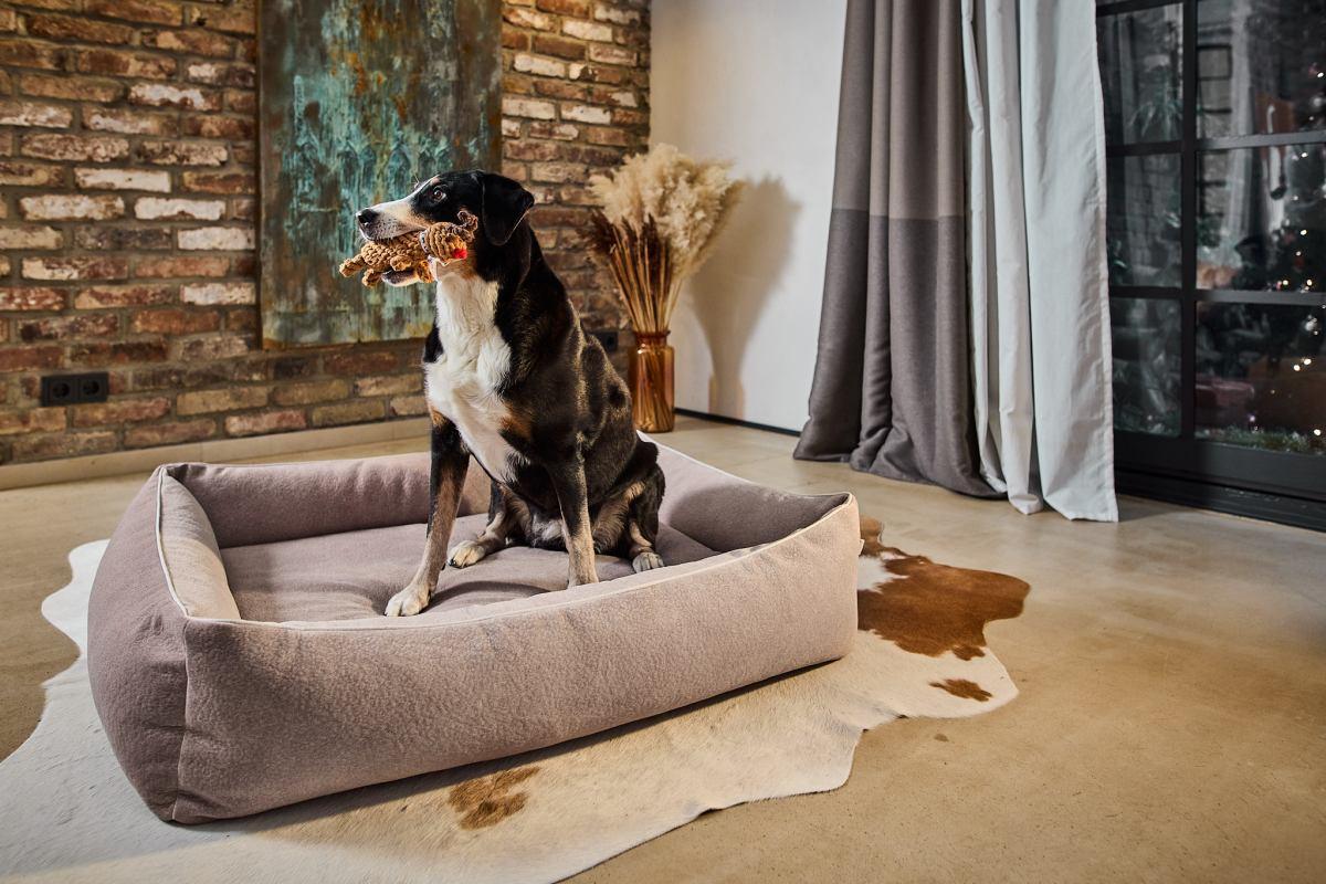 Ortho Buffalo Hundebett