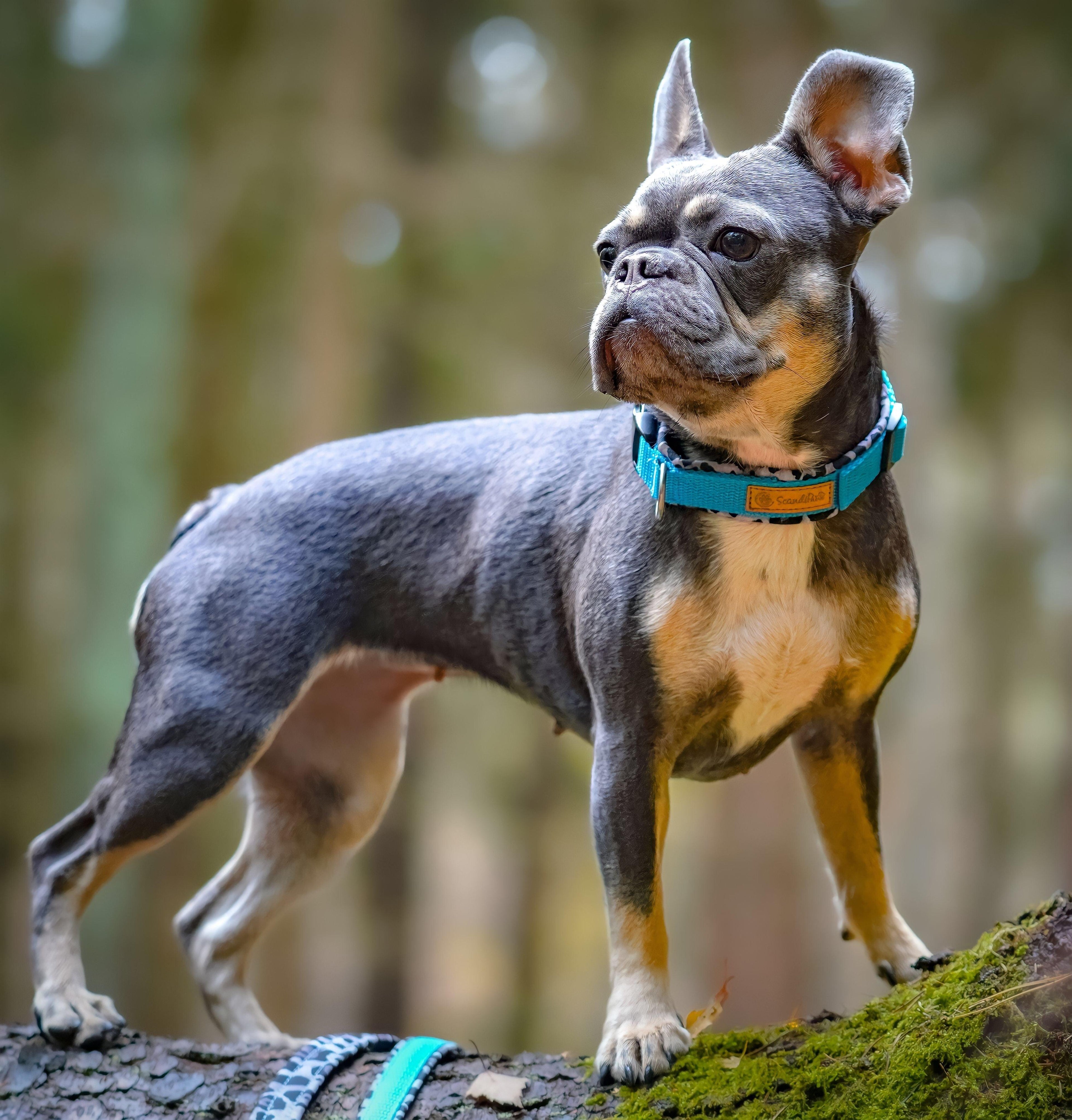 Hunde Halsband Black Panda