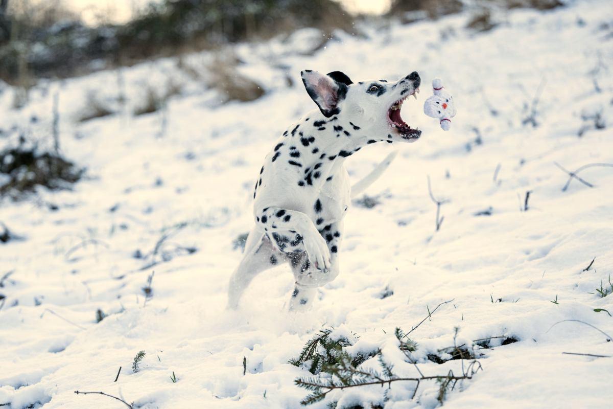Shawn der Schneemann