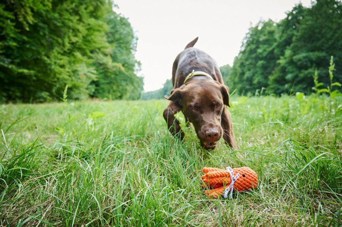 Thaddäus der Tintenfisch