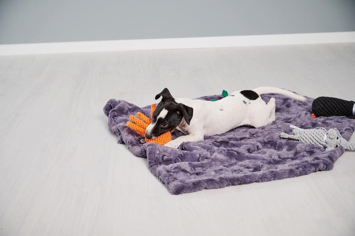 Thaddäus der Tintenfisch