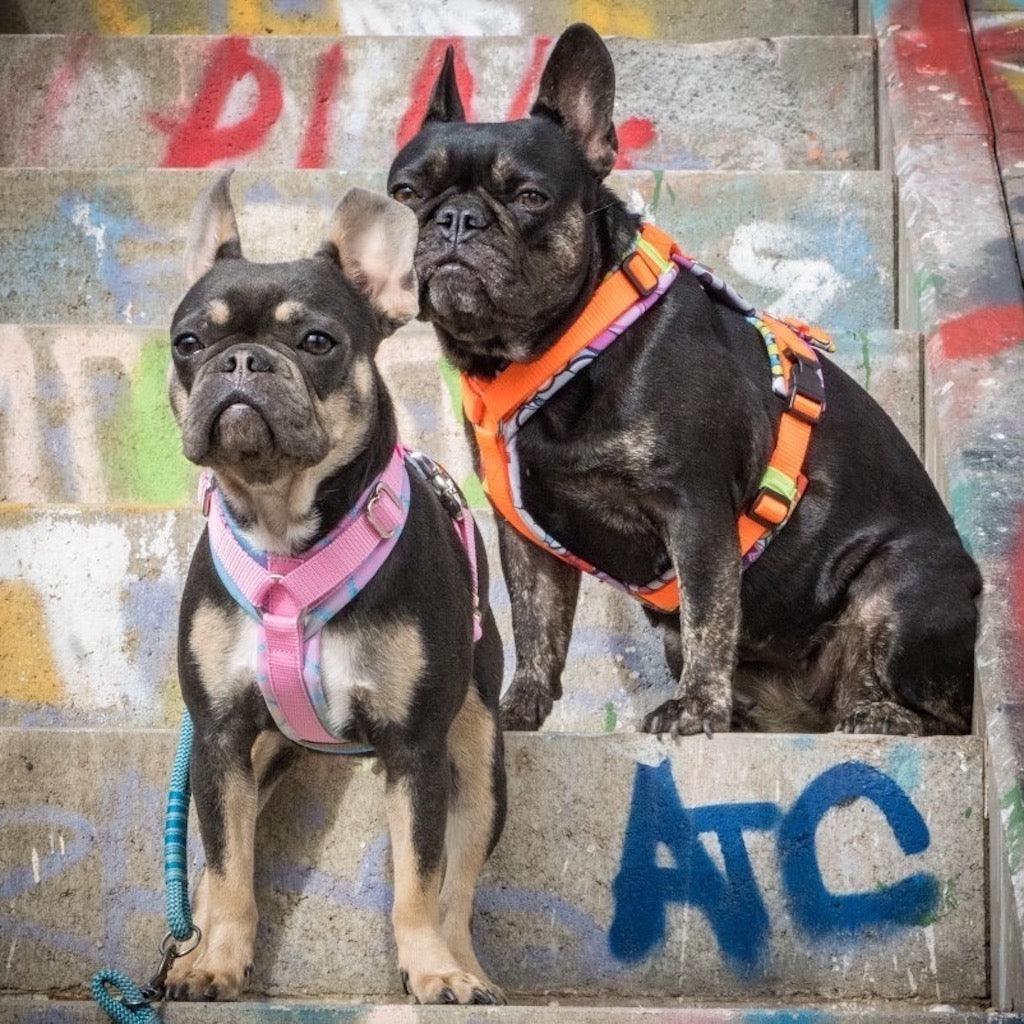 Hundegeschirr von ScandiPaws