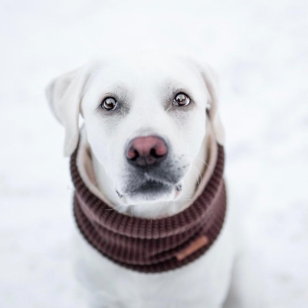 Hundeschal Hundeloop Brwony in braun von ScandiPaws