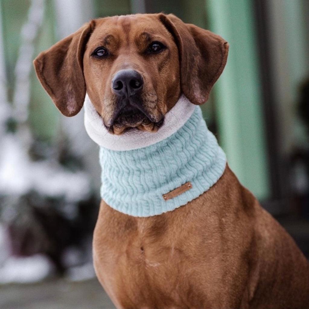 Hundeschal Ice Ice Baby in Türkis von ScandiPaws