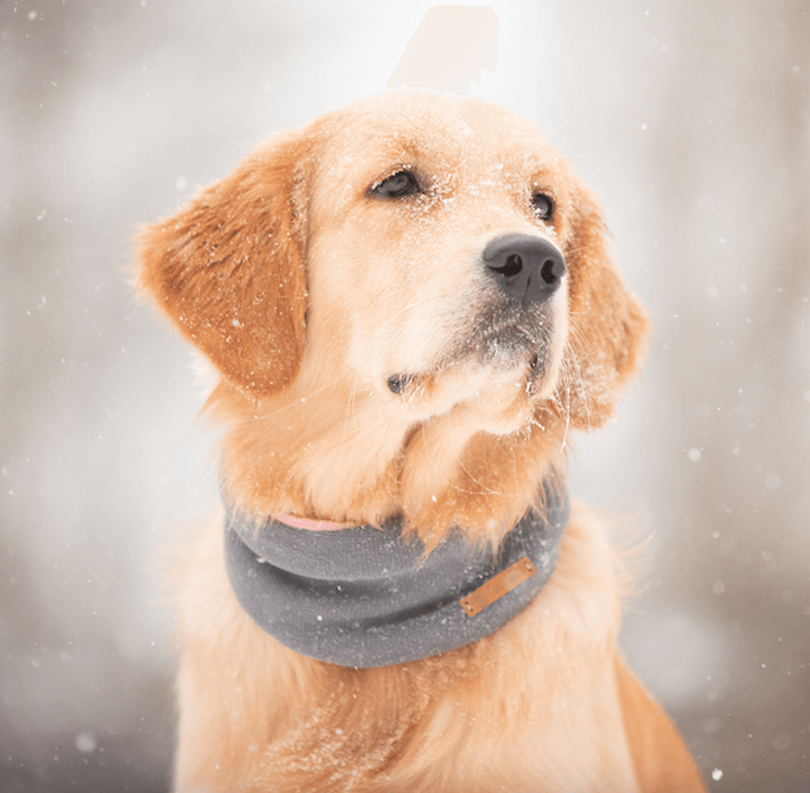 Hundeschal Mrs. Grey in Grey von ScandiPaws