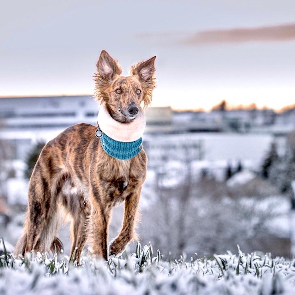 Hundeschal Petrol Love von ScandiPaws